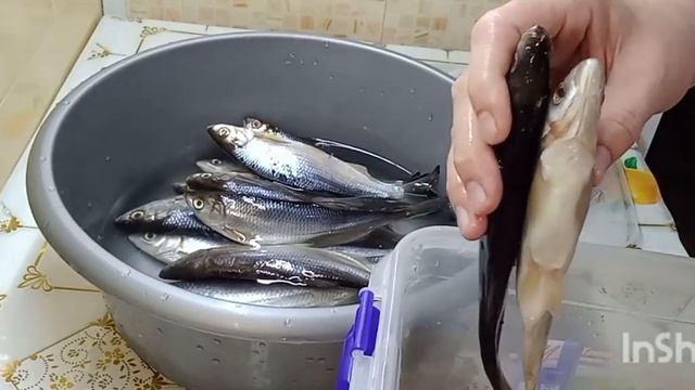 № 359 - Засолка донской селедки. смотреть онлайн