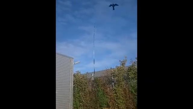 Bird Scare Kite смотреть онлайн