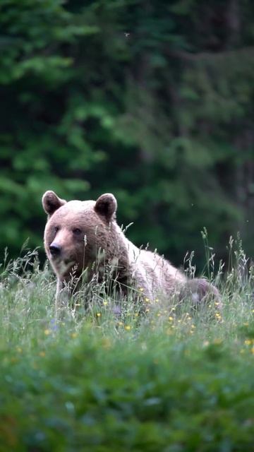 #wildlife #wild #wildanimals #photography #trending смотреть онлайн