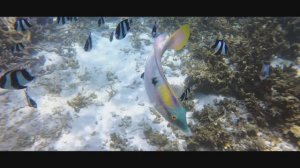 State Azure - Peninsula