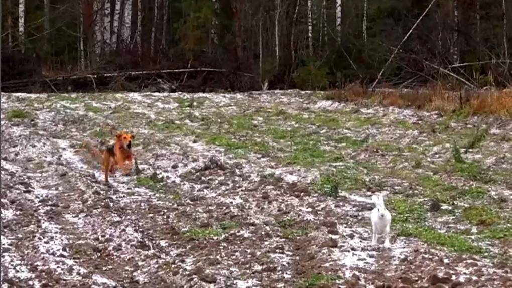 ГОН ЗАЙЦА НА ВИДОК ! Русские гончие Аргон и Лайма вл. Шатров В.А.#охота#животные #топ #hunting
