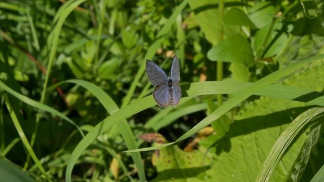Schmetterlinge - Hauhechel-Bläuling - Polyommatus icarus - Common Blue смотреть онлайн