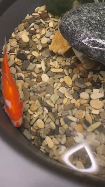 Микро пруд своими руками | ПРУД ПРУДИ смотреть онлайн