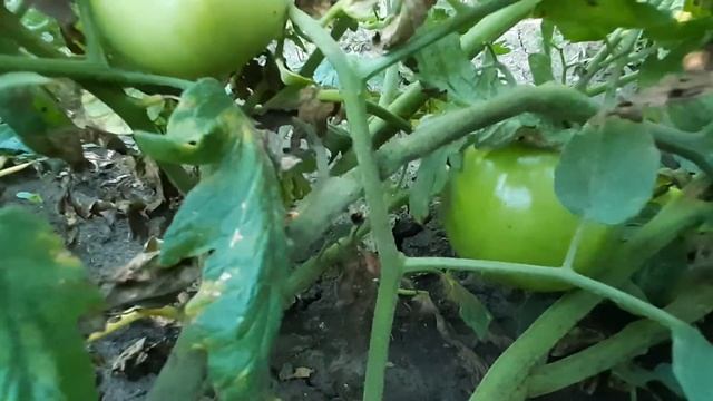 EFEKAN F1 смотреть онлайн