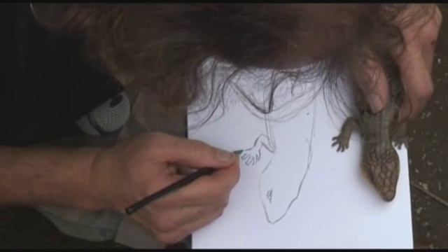 Live Lizard Drawing -Blue tongue lizard not a snake смотреть онлайн