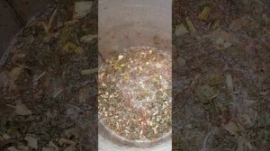 Укоренитель для растений,антистрессант из подростков картофеля