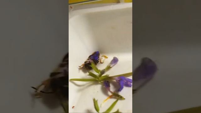 Такие Разные Виды Диких Пчелиных! Andrena, Megachila. Київ, Україна. 05.05.24 #bees #entomology
