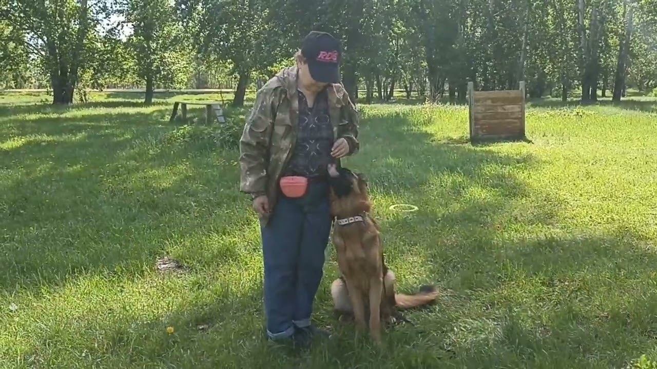 228. Немецкие овчарки, подготовка к ОКД.