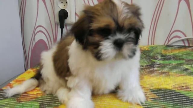 Мальчик №3 -БАРНИ БРАСКО БАО КИТ(уважаемый) смотреть онлайн