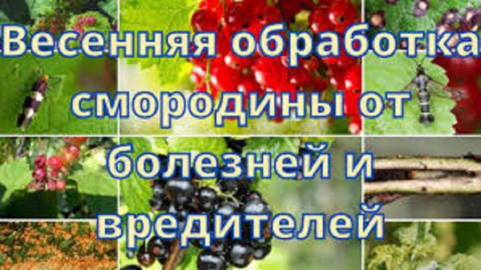 СДЕЛАЙТЕ ВЕСНОЙ ДЛЯ ЗАЩИТЫ СМОРОДИНЫ от болезней и вредителей