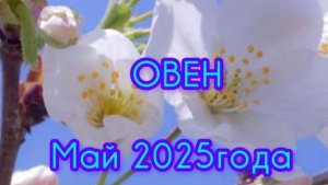 ОВЕН ♈ Расклад Таро на май 2025 года