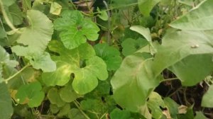 Дынная бахча на 02.09.2023 продолжение. Дыни, фецифалия, семена лука и баклажаны.