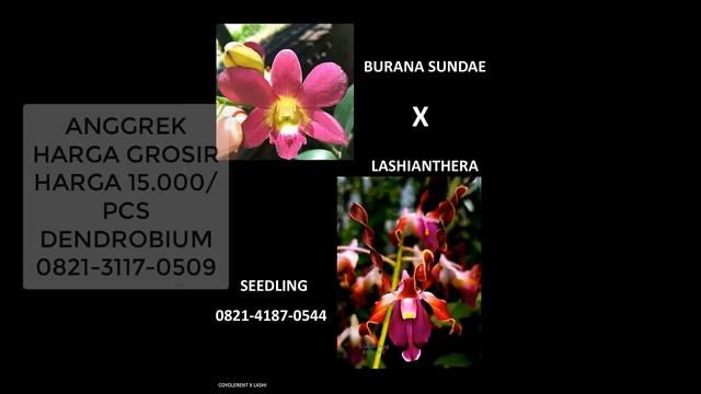0821-3117-0509 Grosir Anggrek di Batu, Grosir Bunga Anggrek смотреть онлайн