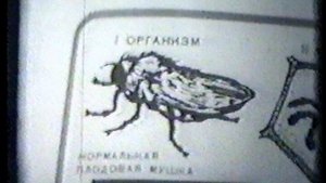 Хромосомы и индивидуальное развитие организма