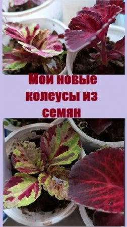 Мои новые сорта колеусов из семян - это возможно!