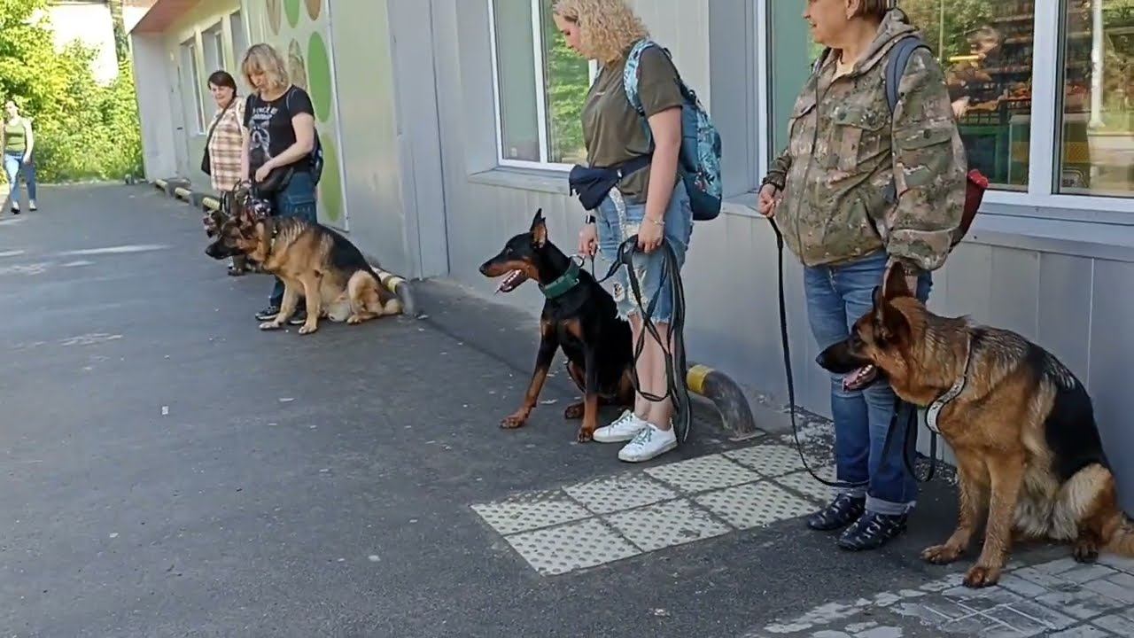 249. Групповая тренировка собак.