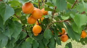 Абрикос Альбінова (Albinova)