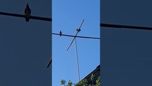 Полёты сербских голубей.29.05.23г