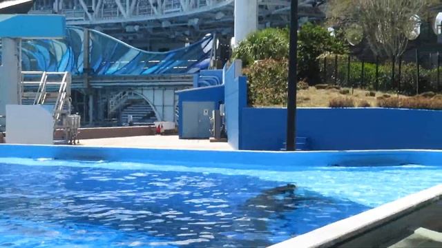 Makaio alien (dine with orcas) смотреть онлайн