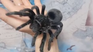 Птицеед Grammostola pulchra - взрослая самка.Красавица!😍