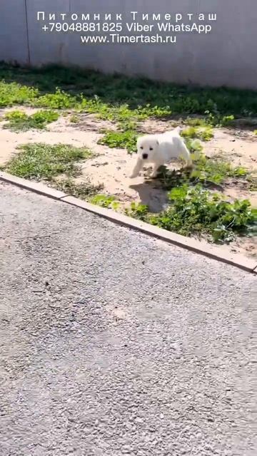 Помет П сезона 2022 в питомнике Тимерташ От Даны и Кр +79048881825 Viber WhatsApp www.Timertash.ru смотреть онлайн