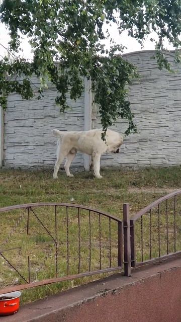 #Алабай #среднеазиатскаяовчарка #охрана #опасность #сторож #друг #alabai смотреть онлайн