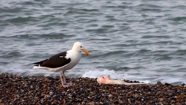 Seagull vs shark (eaten alive). Caught in the act. смотреть онлайн