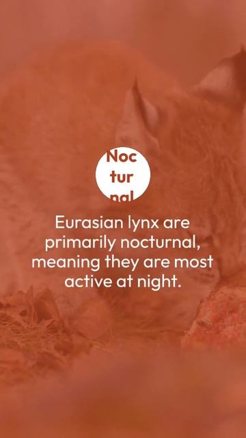 What Are The Characteristics Of A Eurasian Lynx? Find It Out смотреть онлайн