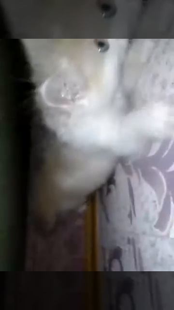 Кот в ловушке смотреть онлайн