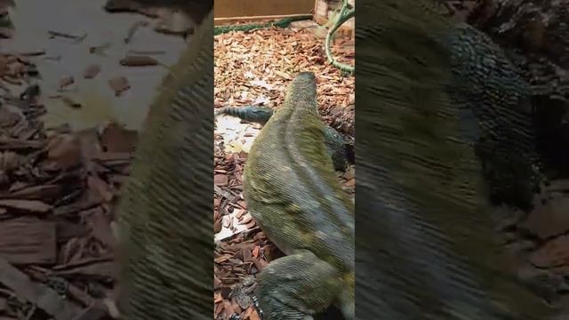 Nile monitor feeding tips and tricks. kpreptiles ‼️💯🔥 смотреть онлайн