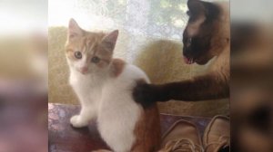 Бездомные, тощие котята не прожили бы на улице и месяца. Их чудом спасли и нашли им семью!