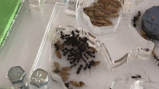 LA NUEVA INCREIBLE COLONIA DE HORMIGAS - MESSOR BARBARUS - EL PLANETA DE LAS HORMIGAS смотреть онлайн