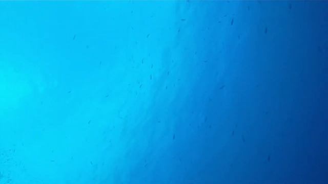 Лангеманус - хозяйка красного моря (Langemanus - Mistress Of The Red Sea)