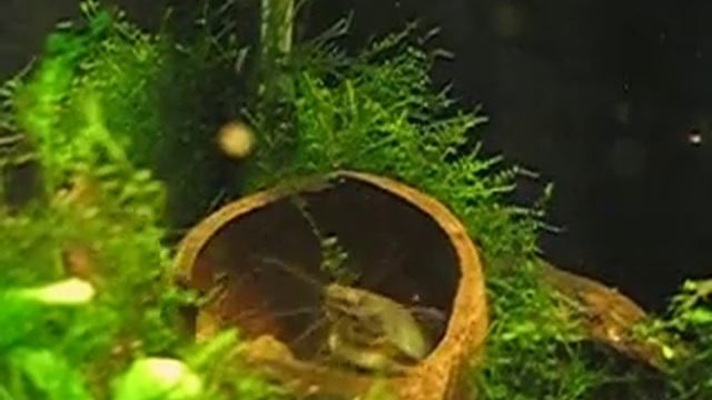 Heteropneustes fossilis смотреть онлайн