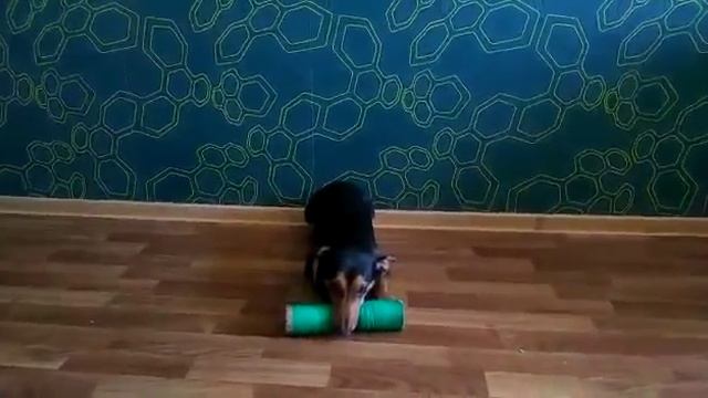 Дрессировка собак в Барнауле.  3 уровень. Команда лежать с апоотом в пасти.