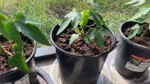 How to grow Papaya from the seeds! Как вырастить папайю из семечки!