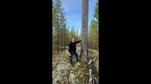 Заготовка сосны КЕЛО / уникальнейший материал для строительства и отделки бань