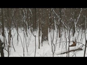 RUSSIA ЛЕСНОЕ КАФЕ ТОЛЬЯТТИ|ЛЕС ТОЛЬЯТТИ-YOUTUBE