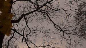 ФУТАЖ Осенний - FOOTAGE Autumn