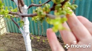 18 апреля