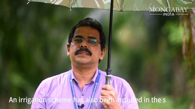 Future of palm oil production in Kerala
