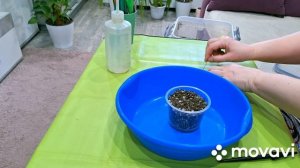 КОМНАТНЫЕ РАСТЕНИЯ(ЦВЕТЫ).ОЧЕНЬ РАЗНООБРАЗНЫЕ ЦВЕТОЧНЫЕ ДЕЛА.ОТ СНЯТИЯ КЛУБНЕЙ ДО ОТДЕЛЕНИЯ ДЕТОК.
