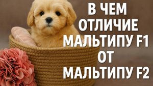 В чем отличие Мальтипу Ф1 от Ф2?