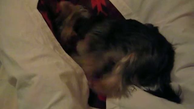 Кроватный копатель )) смотреть онлайн