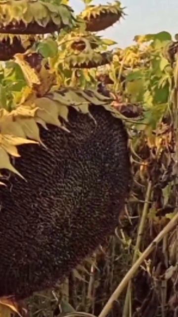 Відгук. Рекольд смотреть онлайн