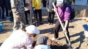 Посадка саженцев рябины