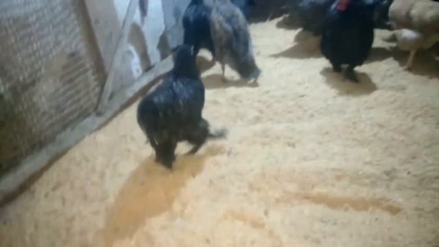 Уборка в курятнике, смена подстилки смотреть онлайн