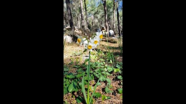 зима 🤔 חורף смотреть онлайн