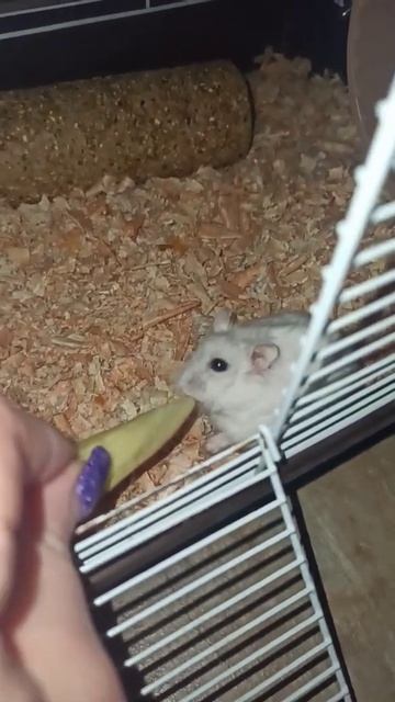 На часах 01:00, а у Снежка жизнь кипит☝️🐁#хомяк#хомки#клетка#hamster#home#animals#животные#топ#рек
