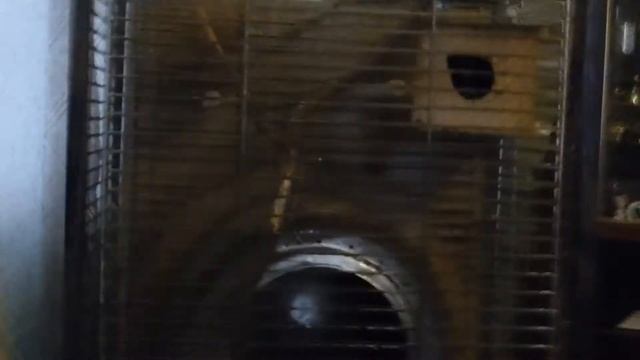 ФІЛІН ПУГАЧ смотреть онлайн